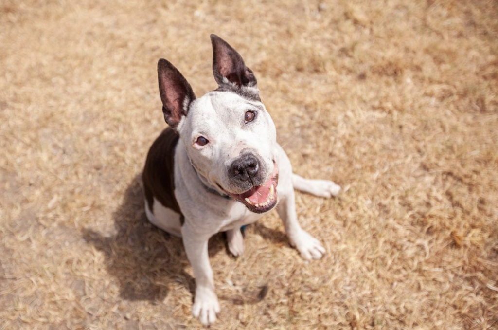 Shelter Dog