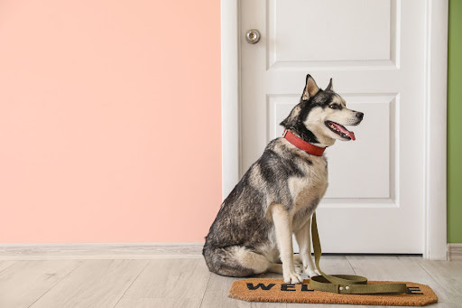 Stop your dog from running out the door