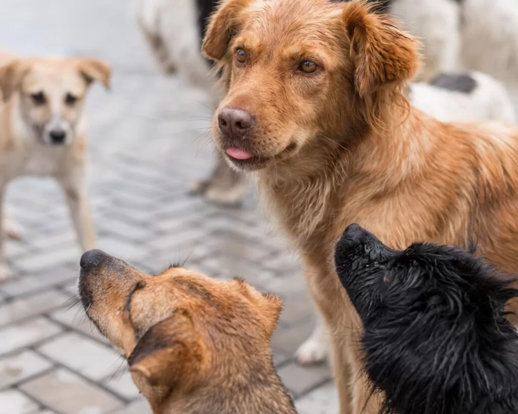 Stray Dogs in UAE