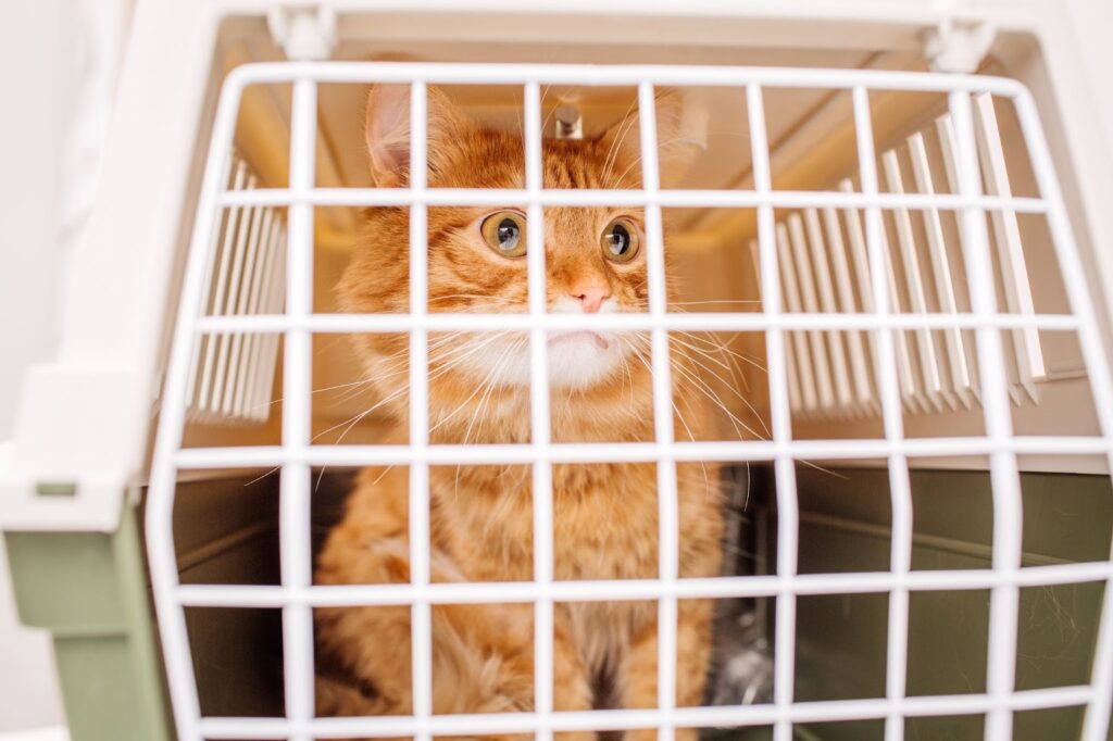 TNR for Cats