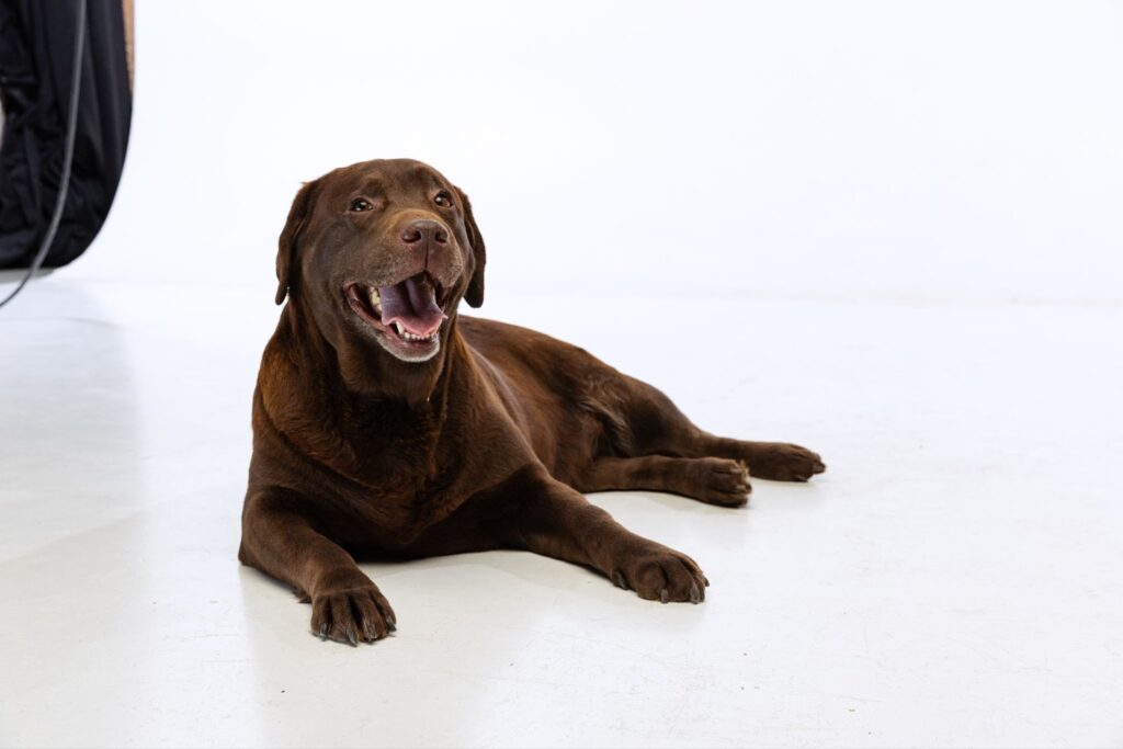Teach Your Dog the Speak Command