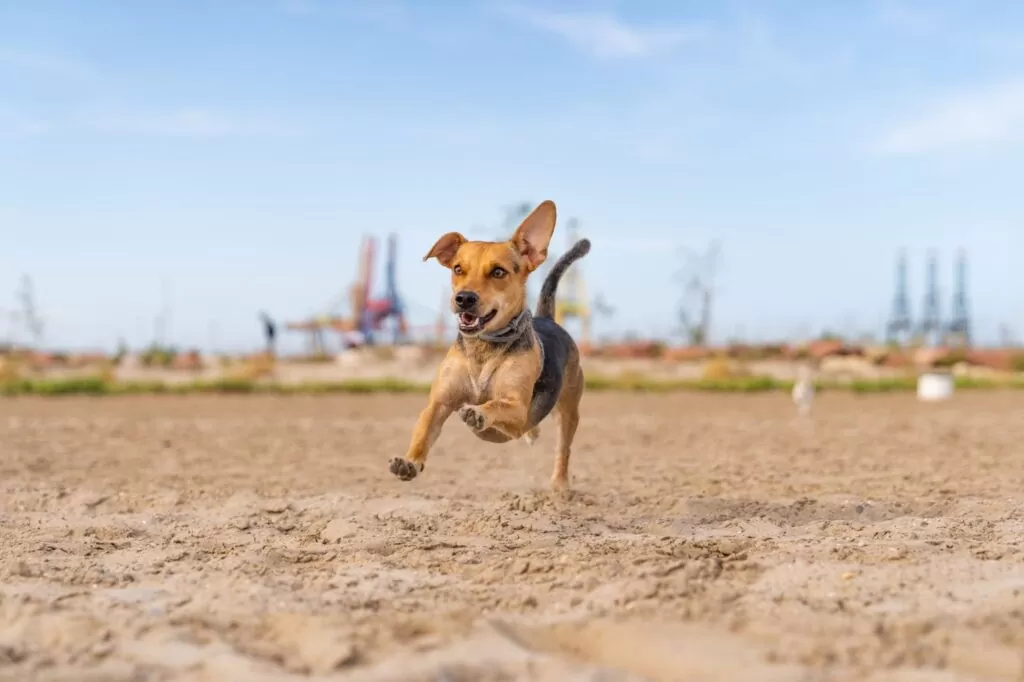 Things To Do with Your Dog
