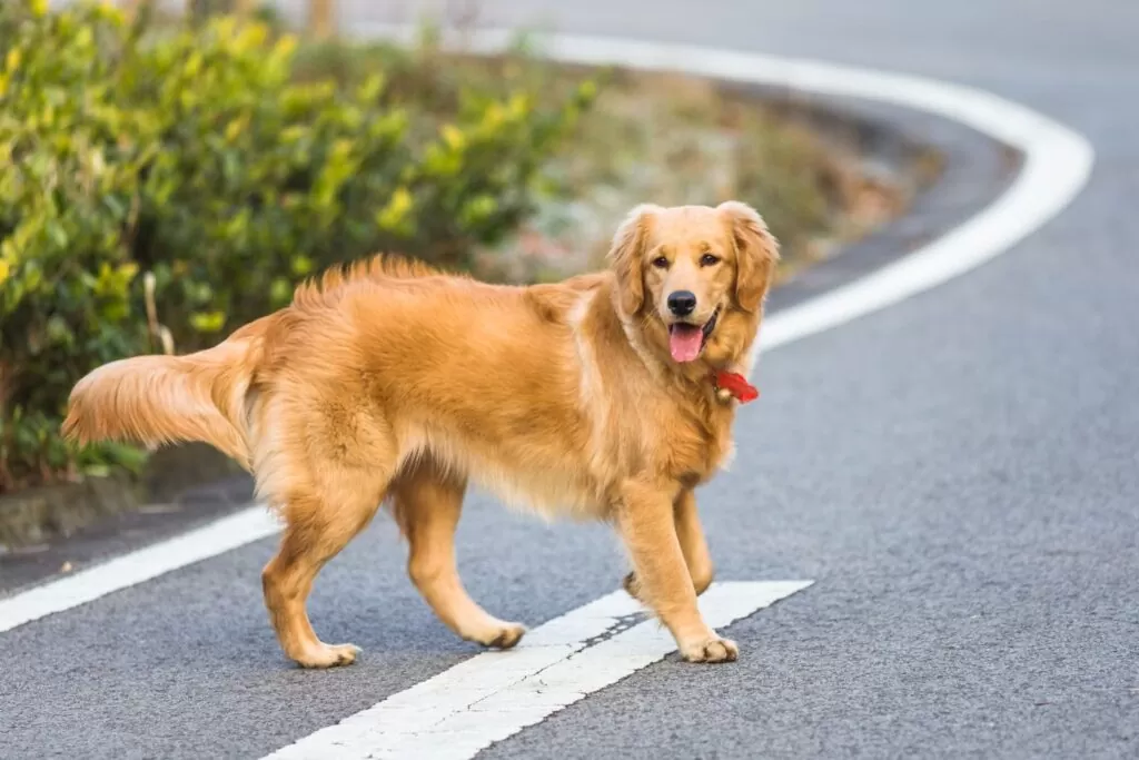 Things to do with Your Dog
