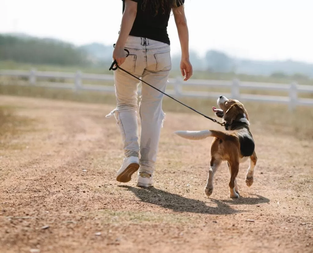 Things to do with your Dog