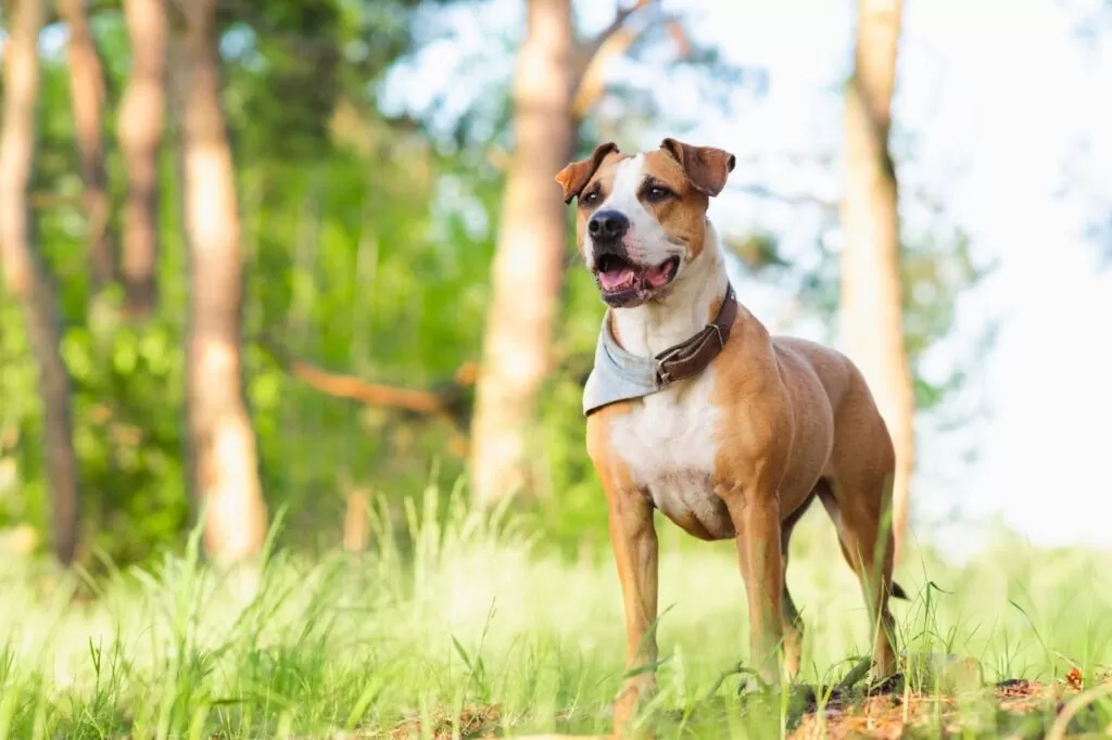 Top 5 Things to do with your Dog this Weekend