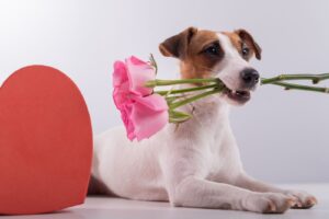 Valentine`s Day with Your Dog