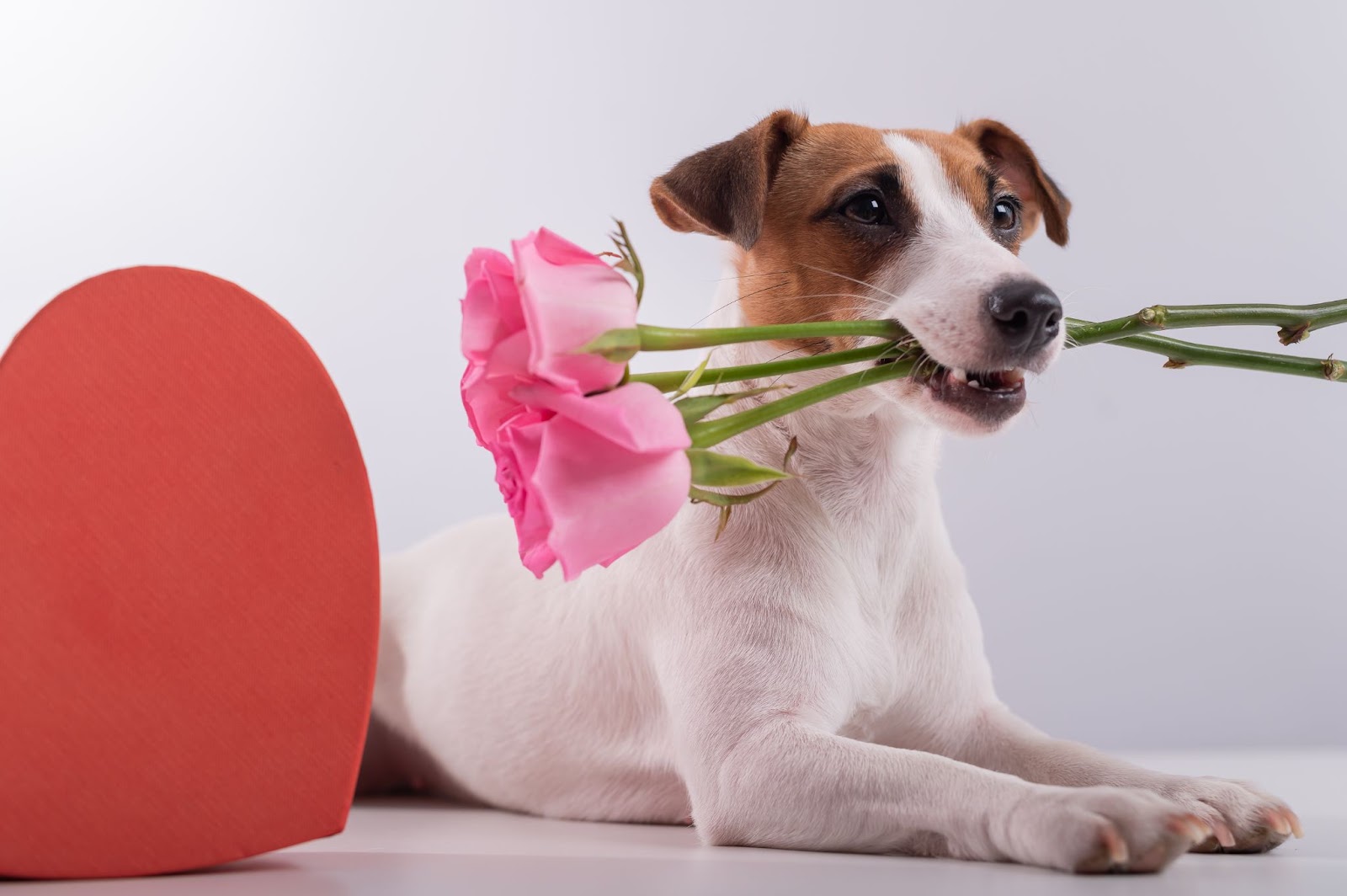 How to Celebrate Valentine`s Day with Your Dog