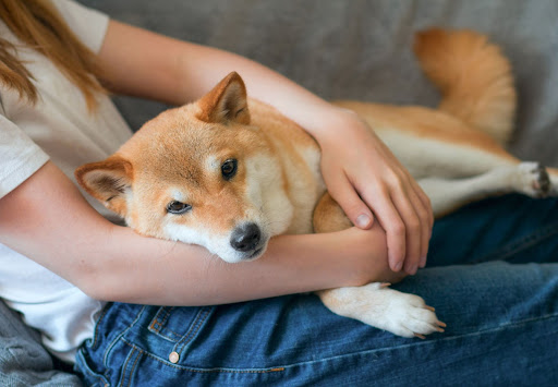 Want to Find Your Dog’s Currency Here’s How to Do It