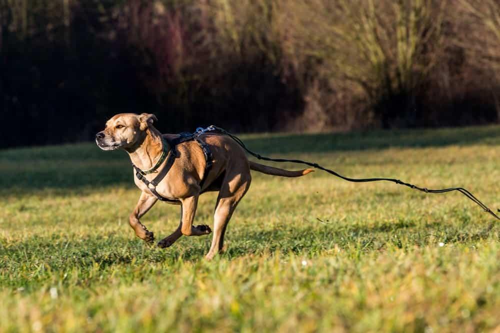 Ways Dogs Get Lost and How to Prevent It