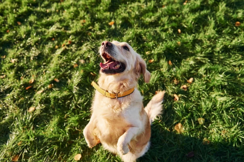 Weekly Recap of UAE's Pet Scene