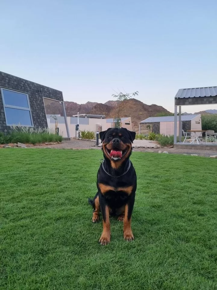 A day at Hatta with Your Dog
