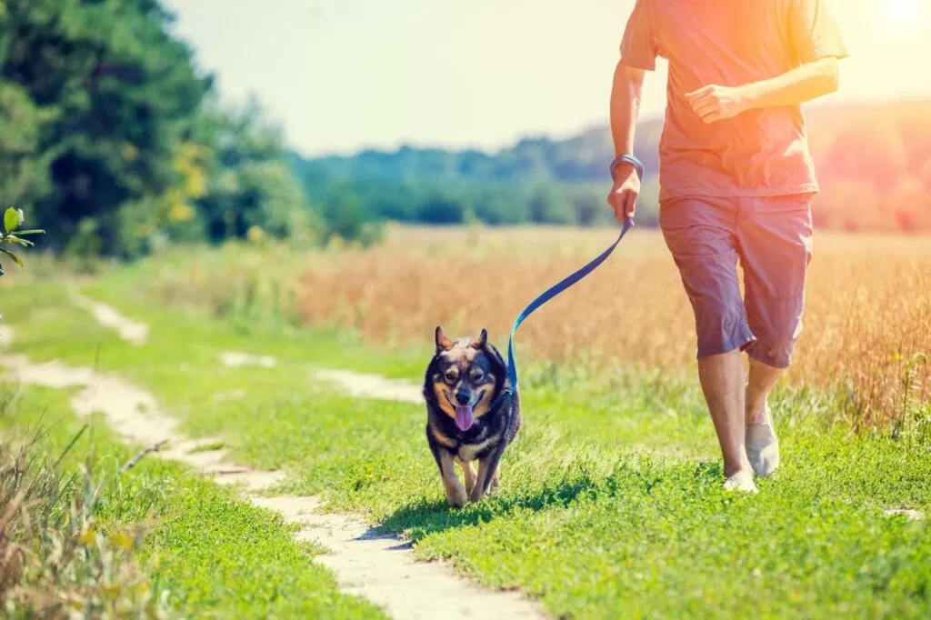 Working out with your Dog