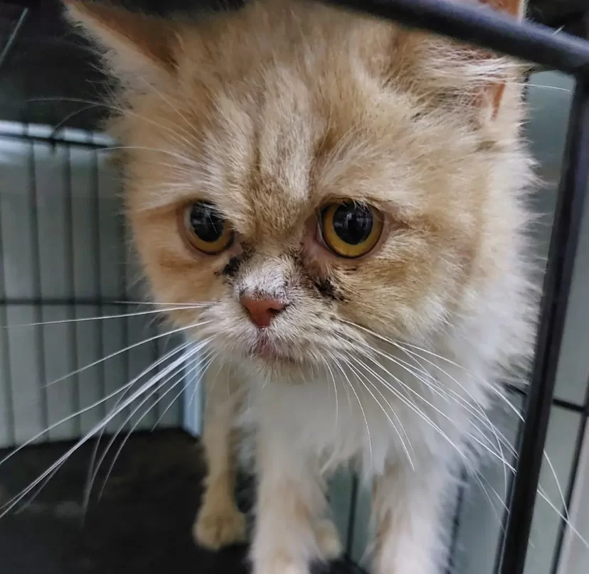 abandoned cats