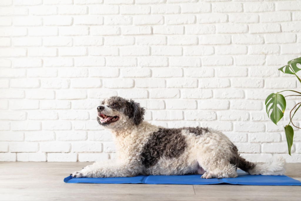 Doga: The Benefits of Dog Yoga - PETWITHIT