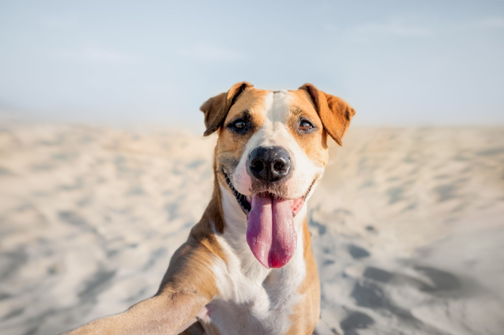 pet friendly UAE