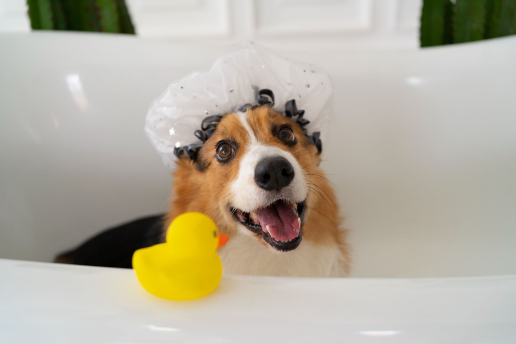 How Often You Should Bathe Your Dog?