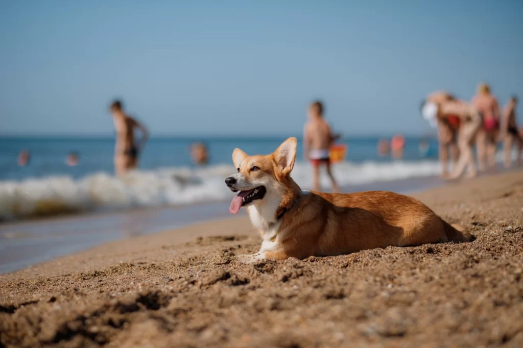 Pet Friendly UAE