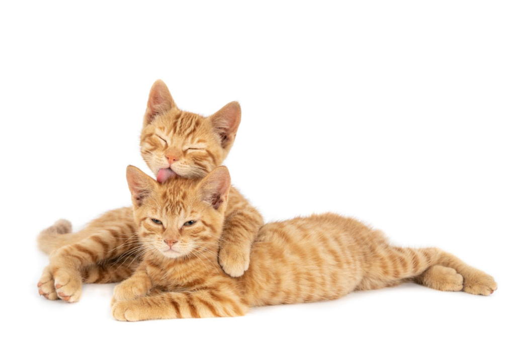 Cat Health