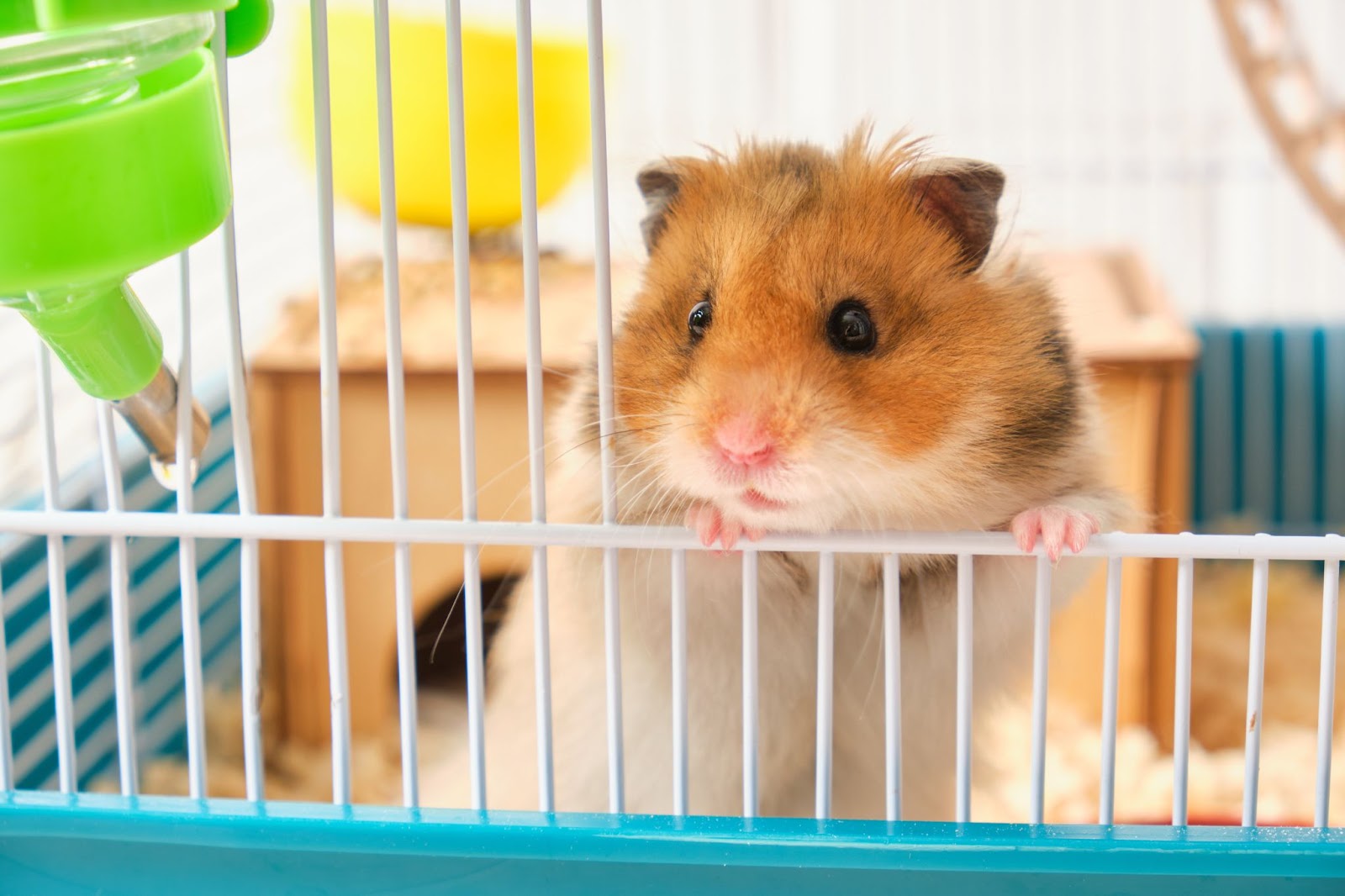 Why Pet Hamsters Make Great Companions - PETWITHIT - Hamster Friendly Companion Animals