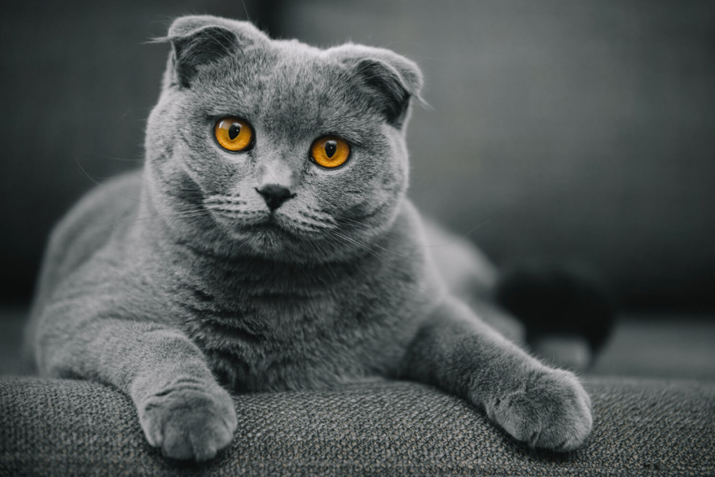 scottish fold
