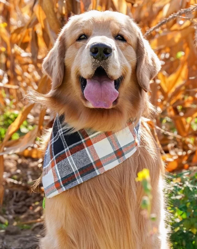 tRUCKER GOLDEN 2