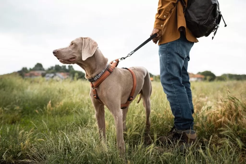 things to do with your Dog this Weekend