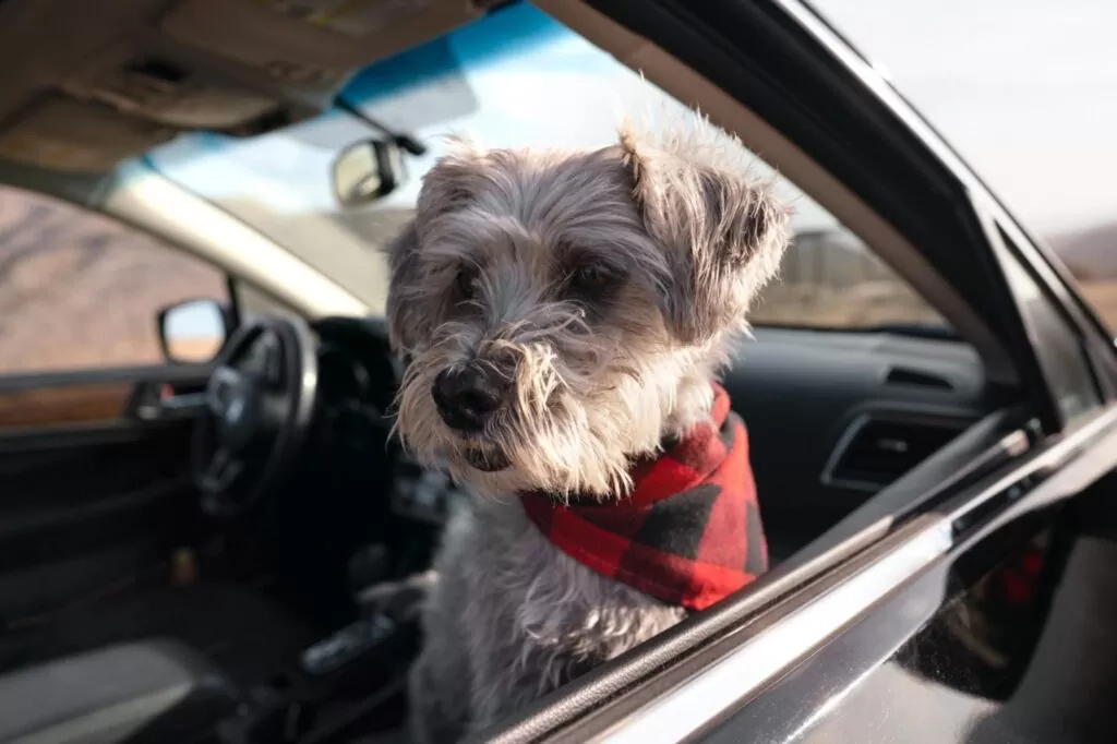 things to do with your Dog this Weekend