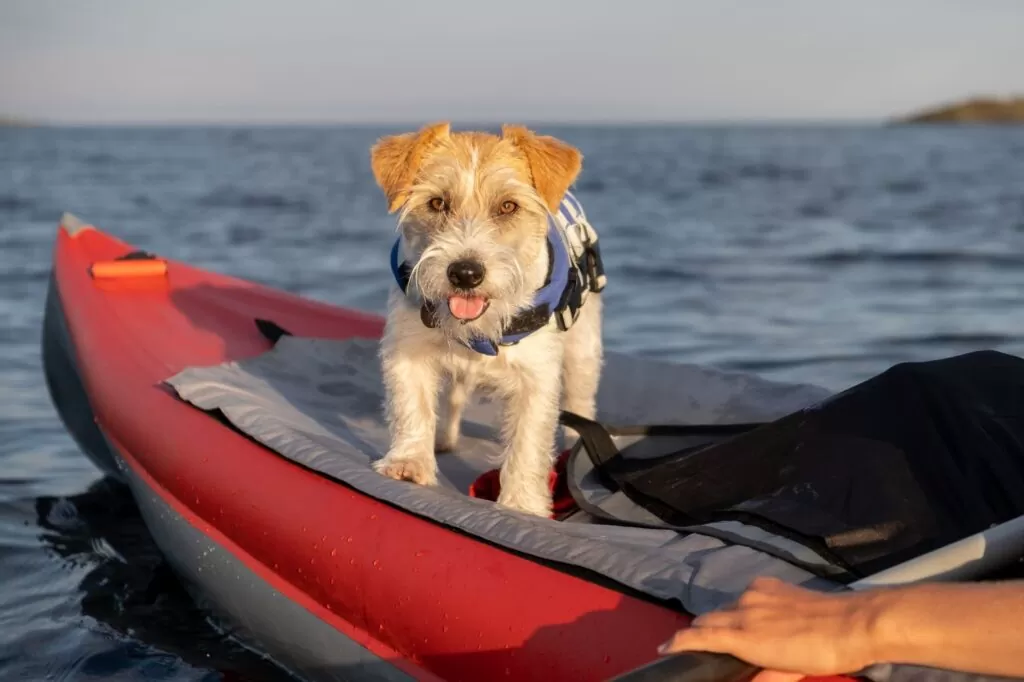 Dog in Dubai