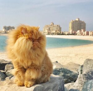 LEO Cat Ras AL Khaimah