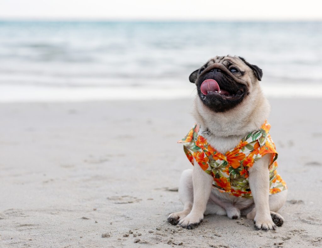 5 Pet-friendly Staycations for Eid holidays in UAE