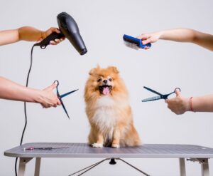 Dubai's Best Mobile Pet Grooming Services